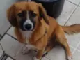 Cacau 