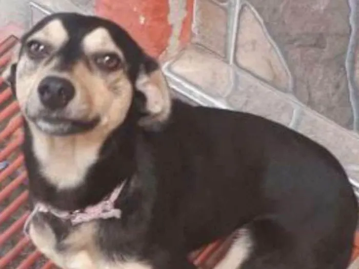 Cachorro ra a vira Lata idade 1 ano nome Babaloo