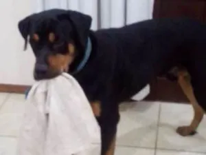 Cachorro raça Rottweiler idade 1 ano nome Preto