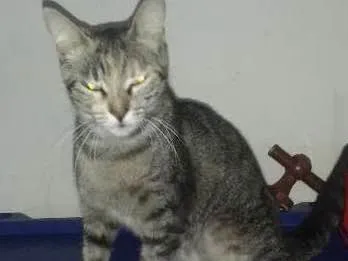 Gato ra a Srd idade 2 a 6 meses nome Baby