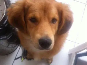 Cachorro raça SRD idade 7 a 11 meses nome Bob