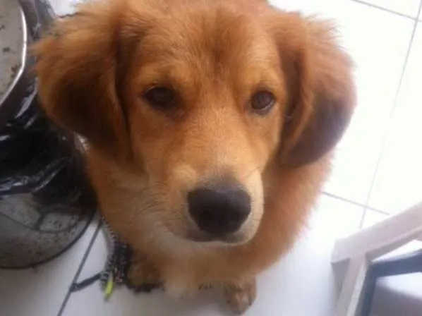 Cachorro ra a SRD idade 7 a 11 meses nome Bob