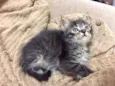 Yoshi