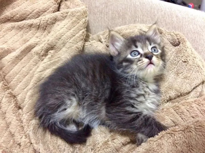 Gato ra a Srd idade Abaixo de 2 meses nome Yoshi