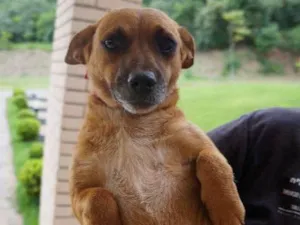 Cachorro raça SRD idade 2 anos nome Molly