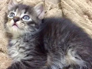 Gato raça Srd idade Abaixo de 2 meses nome Yoshi