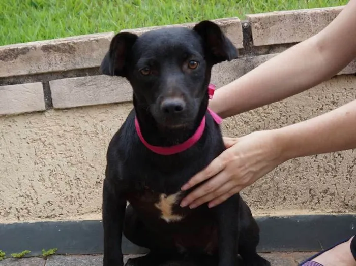 Cachorro ra a SRD idade 7 a 11 meses nome Nancy
