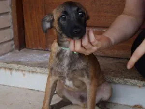 Cachorro raça SRD idade 2 a 6 meses nome Tomas