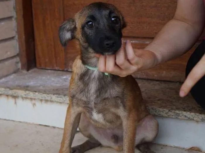 Cachorro ra a SRD idade 2 a 6 meses nome Tomas