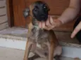 Tomas
