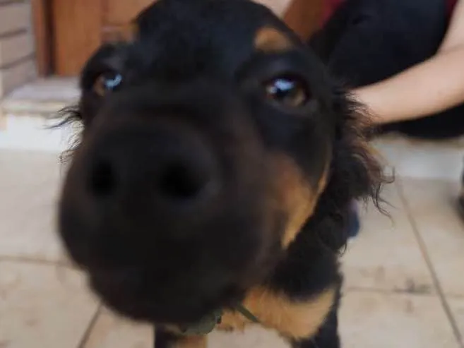 Cachorro ra a SRD idade 2 a 6 meses nome Fred