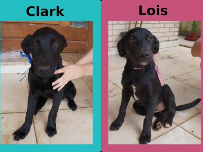 Cachorro ra a SRD idade 2 a 6 meses nome Clark e Lois