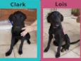 Clark e Lois