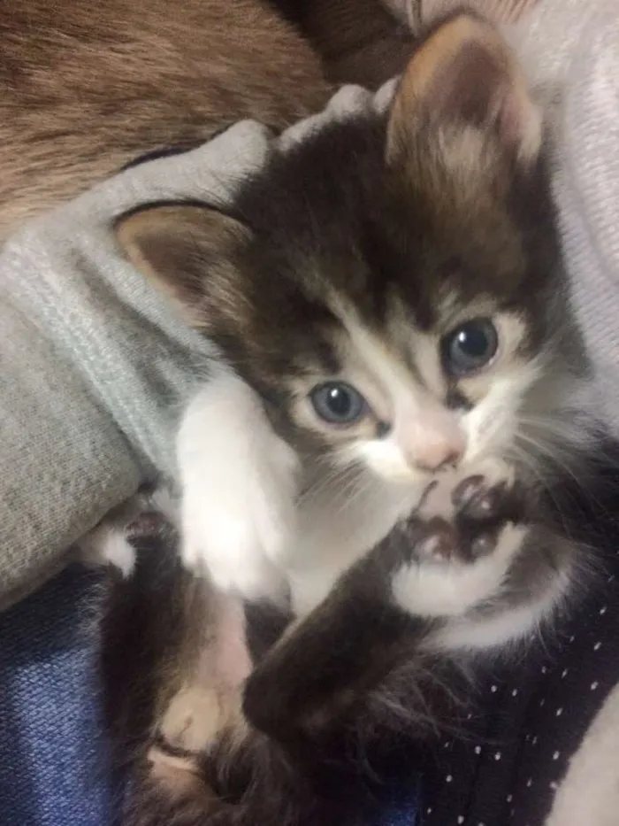 Gato ra a Srd idade Abaixo de 2 meses nome Toad