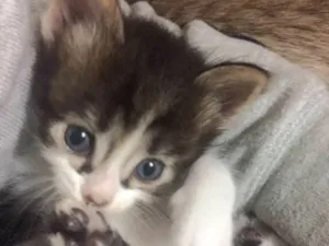 Gato raça Srd idade Abaixo de 2 meses nome Toad