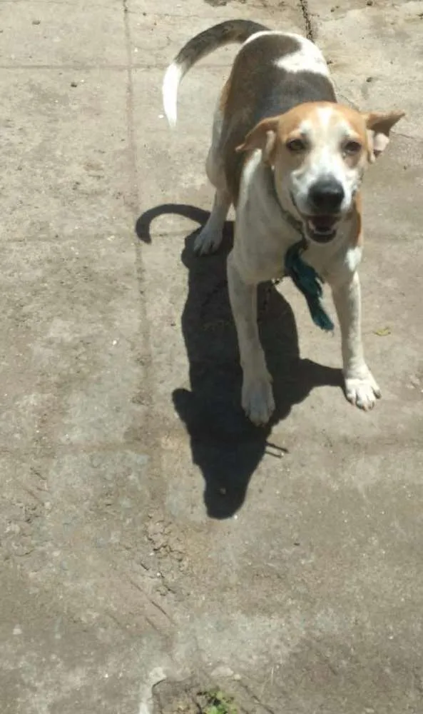 Cachorro raça Mestiça  idade 4 anos nome Zico 