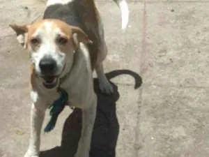 Cachorro raça Mestiça  idade 4 anos nome Zico 