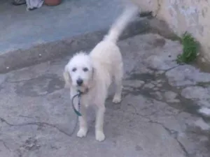 Cachorro raça Mestiça  idade 5 anos nome Lili 