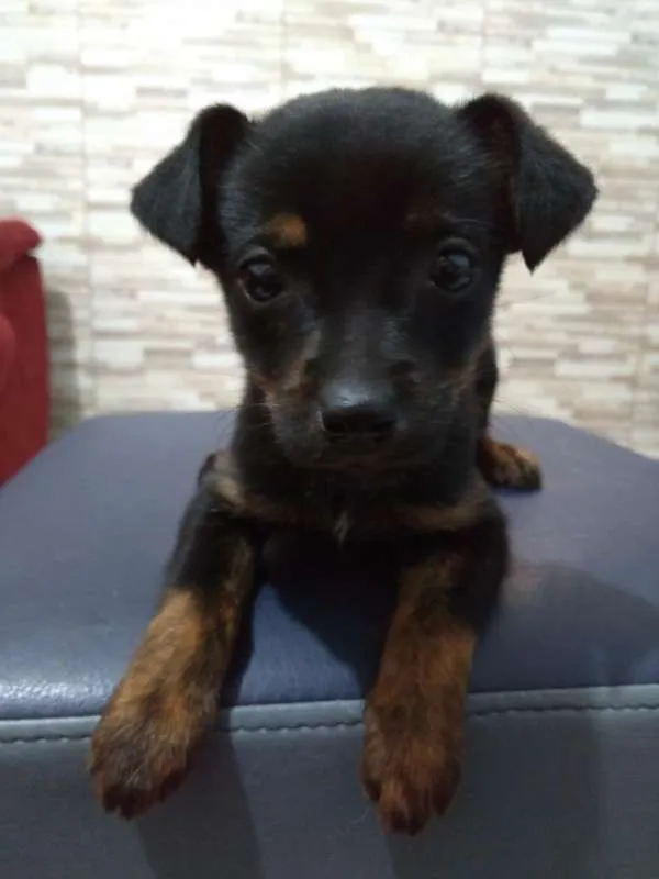 Cachorro ra a Sem Raça Definida idade Abaixo de 2 meses nome Filhote