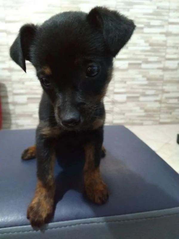 Cachorro ra a Sem Raça Definida idade Abaixo de 2 meses nome Filhote