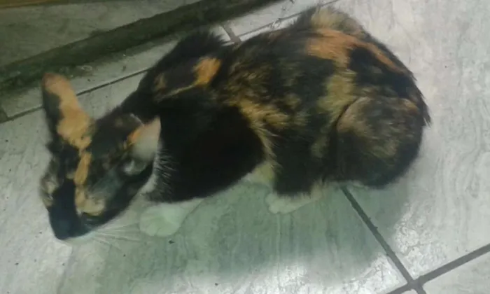 Gato raça SRD idade 7 a 11 meses nome Nina