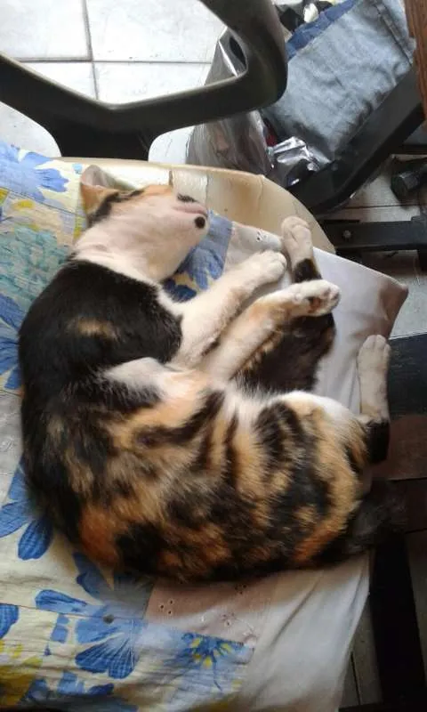 Gato raça SRD idade 7 a 11 meses nome Nina
