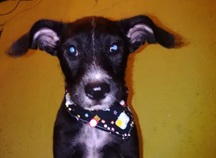 Cachorro ra a SRD idade 2 a 6 meses nome Rock