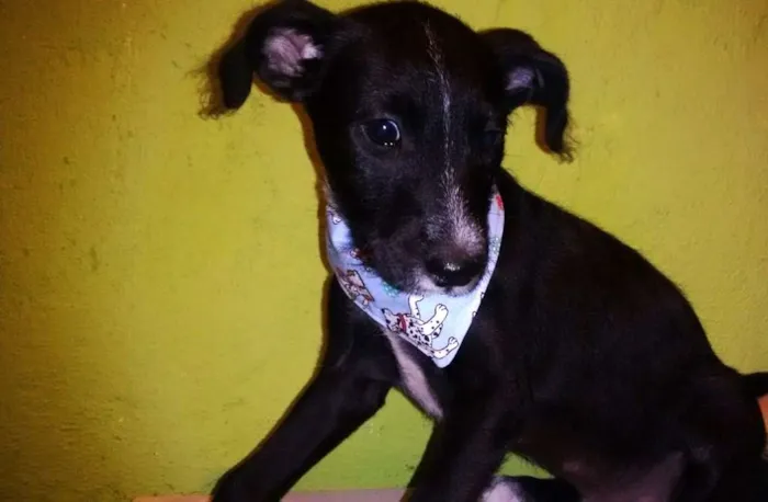 Cachorro ra a SRD idade 2 a 6 meses nome Rock