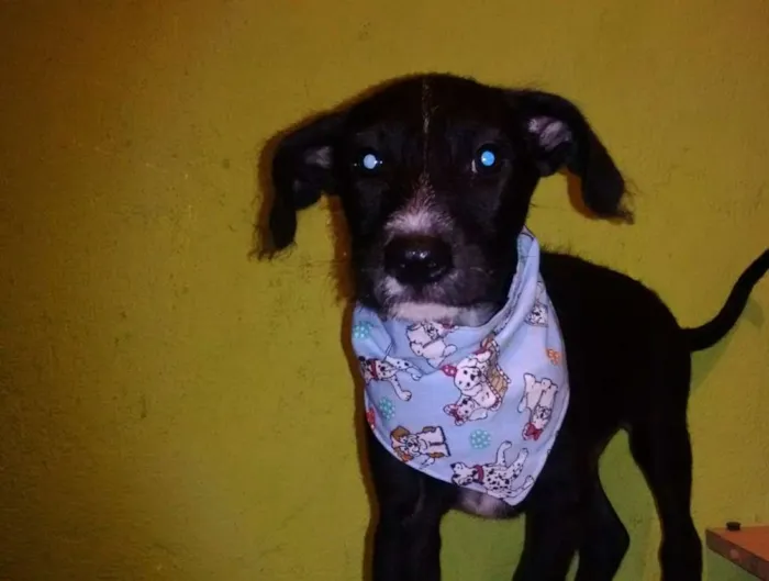 Cachorro ra a SRD idade 2 a 6 meses nome Rock