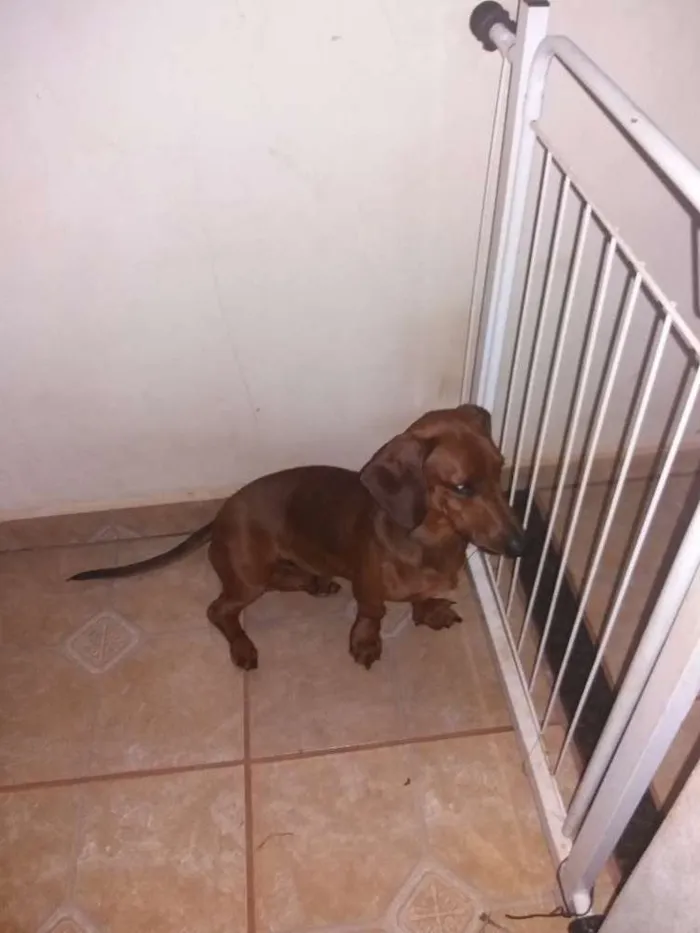 Cachorro ra a Basset idade 7 a 11 meses nome Valente