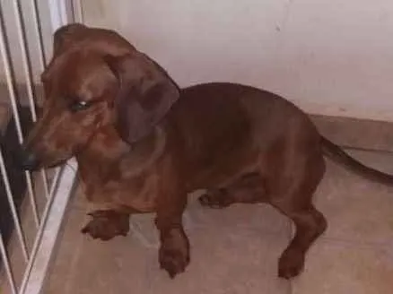 Cachorro ra a Basset idade 7 a 11 meses nome Valente