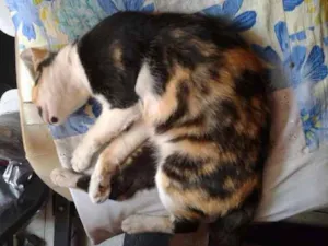 Gato raça SRD idade 7 a 11 meses nome Nina