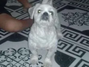 Cachorro raça Chitson idade 2 anos nome Bruce