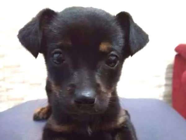 Cachorro ra a Sem Raça Definida idade Abaixo de 2 meses nome Filhote