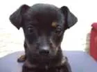 Cachorro raça Sem Raça Definida idade Abaixo de 2 meses nome Filhote