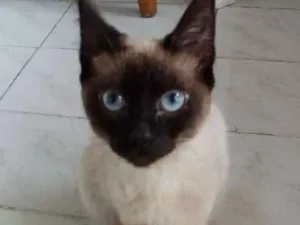 Gato raça Siamês  idade 2 a 6 meses nome Pedrinho
