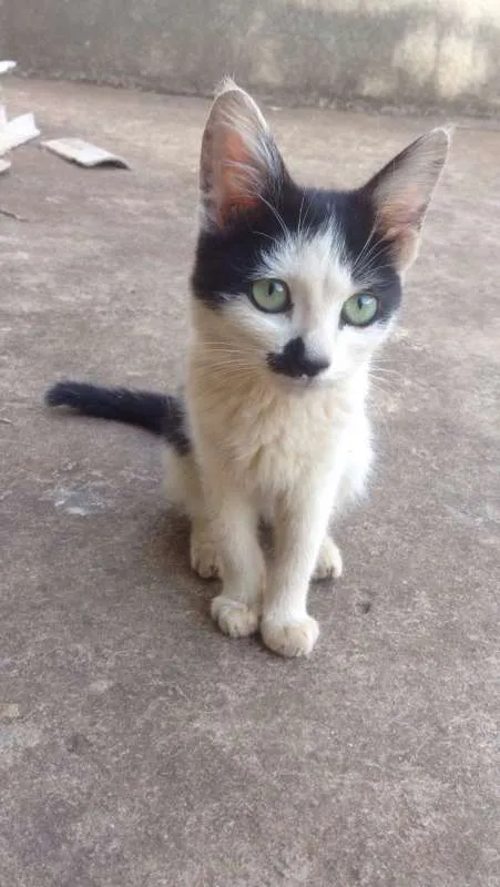 Gato ra a SRD idade 2 a 6 meses nome Gatinhos Fofos