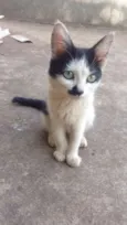 Gatinhos Fofos