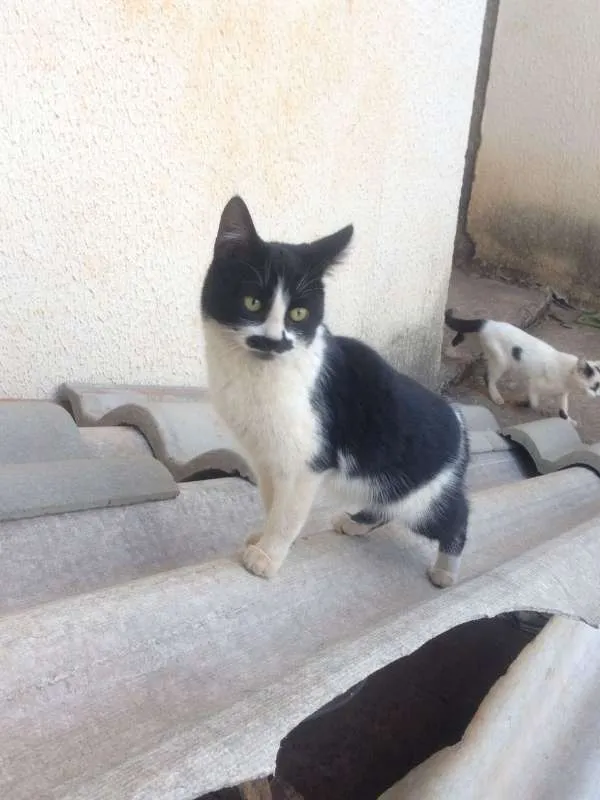 Gato ra a SRD idade 2 a 6 meses nome Gatinhos Fofos
