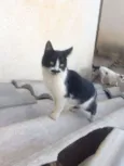 Gatinhos Fofos