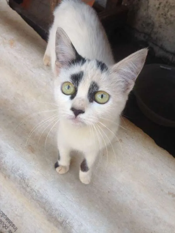 Gato ra a SRD idade 2 a 6 meses nome Gatinhos Fofos