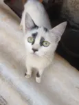 Gatinhos Fofos