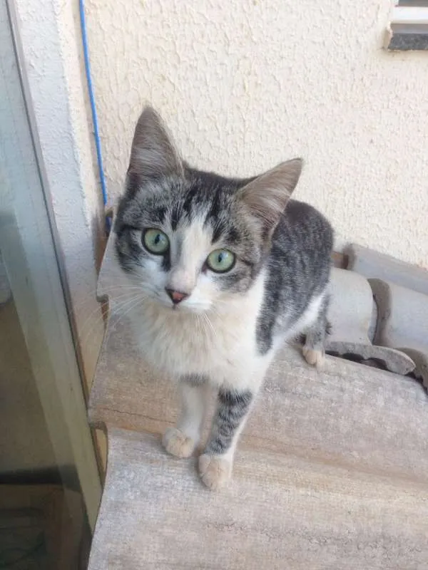 Gato ra a SRD idade 2 a 6 meses nome Gatinhos Fofos