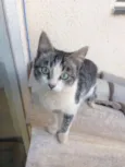 Gatinhos Fofos