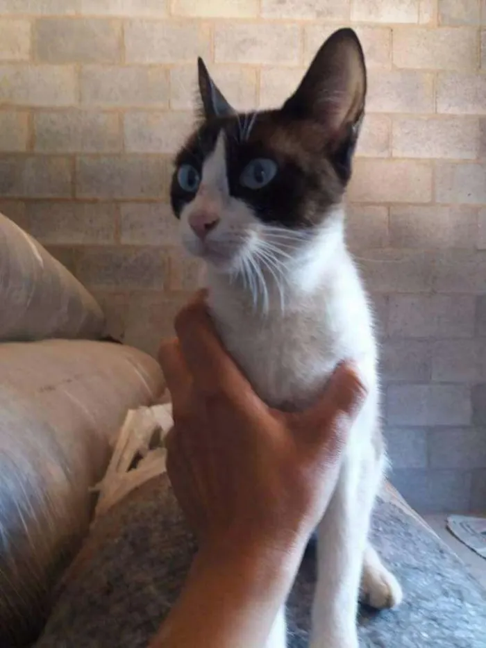 Gato ra a Sem raça definida idade  nome Sem nomes