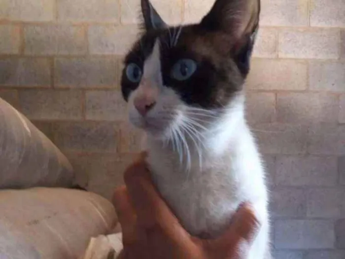 Gato ra a Sem raça definida idade  nome Sem nomes