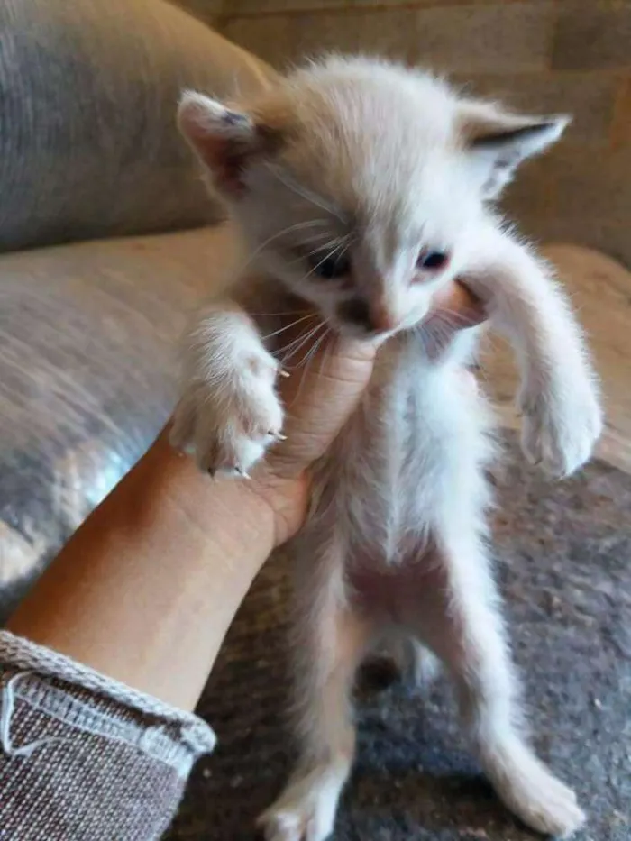 Gato ra a Sem raça definida idade  nome Sem nomes