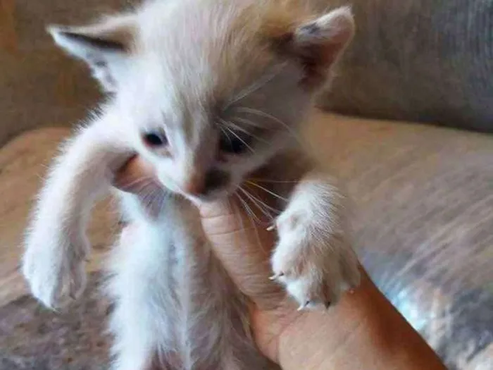 Gato ra a Sem raça definida idade  nome Sem nomes