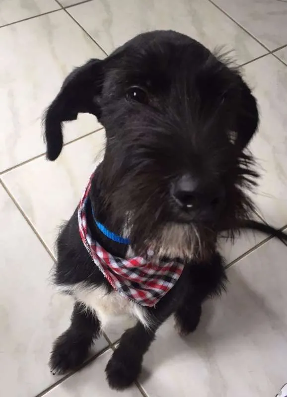 Cachorro ra a SRD idade 2 a 6 meses nome Baruch
