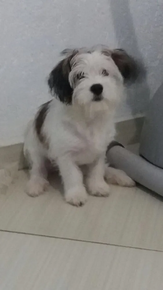 Cachorro raça Shitzu misturado (Liasa) idade 2 a 6 meses nome Bob 